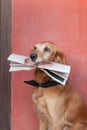 Dog and newspaper Royalty Free Stock Photo