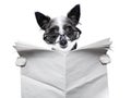 Dog newspaper Royalty Free Stock Photo