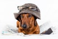 Dog and newspapper