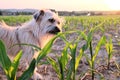 Dog nibbling at a corn field at sunset against the sun Royalty Free Stock Photo