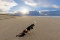 Dog on a North Sea beach near Vejers in Denmark at sunset Royalty Free Stock Photo