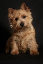 Dog Norwich Terrier on a black background Royalty Free Stock Photo