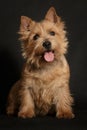 Dog Norwich Terrier on a black background sits