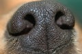 Dog nose Royalty Free Stock Photo