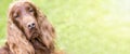 Dog nose banner Royalty Free Stock Photo