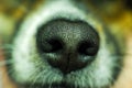 dog nose close up. macro shot of a dog\'s nose Royalty Free Stock Photo