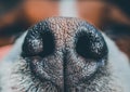 Dog nose close-up Royalty Free Stock Photo