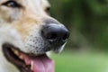 Dog nose close-up Royalty Free Stock Photo