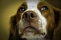 Dog nose closeup Royalty Free Stock Photo