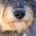 Dog nose closeup Royalty Free Stock Photo