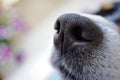 dog nose closeup Royalty Free Stock Photo