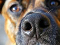 dog nose closeup with copy space Royalty Free Stock Photo