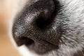 Dog Nose closeup Royalty Free Stock Photo