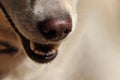 Dog nose closeup Royalty Free Stock Photo