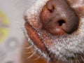 Dog nose closeup wih high detail Royalty Free Stock Photo