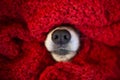 Dog nose covered in knitting red scarf. winter season and cozyness time. funny dog. close up