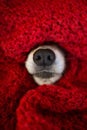 Dog nose covered in knitting red scarf. winter season and cozyness time. funny dog. close up