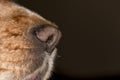 Dog nose macro Royalty Free Stock Photo