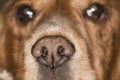 Dog nose macro