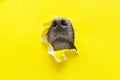 a dog nose sticks out of a hole in a yellow torn piece of paper Royalty Free Stock Photo