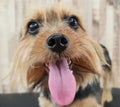 Dog nose and tongue upclose Royalty Free Stock Photo