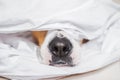 Dog nose in white bed. Royalty Free Stock Photo