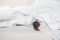 Dog nose in white bed. Royalty Free Stock Photo