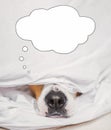 Dog nose in white bed with a speech bubble, daydreaming, digital collage. Royalty Free Stock Photo