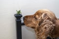 Green grasshopper inside house with dog nosei nvestigating