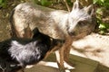 Dog nosing on a Wolf Sculpture