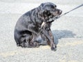 Dog not keen on seeing vet, veterinarian. Refusing, resisting. Royalty Free Stock Photo