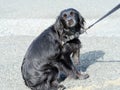 Dog not keen on seeing vet, veterinarian. Refusing, resisting. Royalty Free Stock Photo