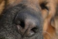 Dog nouse macro Royalty Free Stock Photo