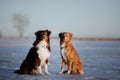 Dog Nova Scotia duck tolling Retriever and Australian shepherd Royalty Free Stock Photo