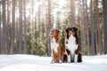 Dog Nova Scotia duck tolling Retriever and Australian shepherd Royalty Free Stock Photo