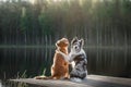 Dog Nova Scotia duck tolling Retriever and the border collie on Royalty Free Stock Photo