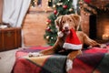 Dog Nova Scotia Duck Tolling Retriever holiday, Christmas Royalty Free Stock Photo