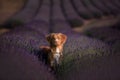 Dog Nova Scotia duck tolling Retriever on lavender field Royalty Free Stock Photo