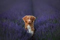 Dog Nova Scotia duck tolling Retriever on lavender field Royalty Free Stock Photo