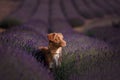 Dog Nova Scotia duck tolling Retriever on lavender field Royalty Free Stock Photo