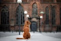 Dog Nova Scotia duck tolling Retriever in old town Royalty Free Stock Photo