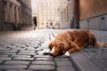 Dog Nova Scotia duck tolling Retriever in old town Royalty Free Stock Photo