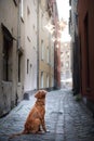 Dog Nova Scotia duck tolling Retriever in old town Royalty Free Stock Photo