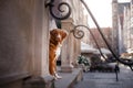 Dog Nova Scotia duck tolling Retriever in old town Royalty Free Stock Photo