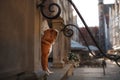 Dog Nova Scotia duck tolling Retriever in old town Royalty Free Stock Photo