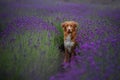 Dog Nova Scotia duck tolling Retriever in lavender. Pet in the summer on the nature in colors Royalty Free Stock Photo