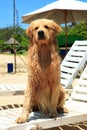 The dog on Nusa Dua Beach