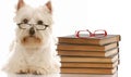 Dog obedience school Royalty Free Stock Photo