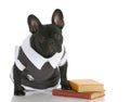 Dog obedience school Royalty Free Stock Photo