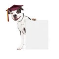 Dog Obedience School Graduate Holding Blank Sign Royalty Free Stock Photo